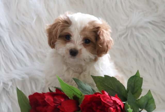 Princess Poodle Mix2 image