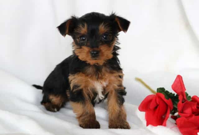 Princess Yorkie image
