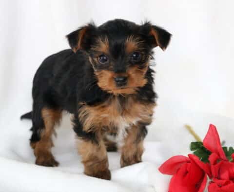 Princess Yorkie2