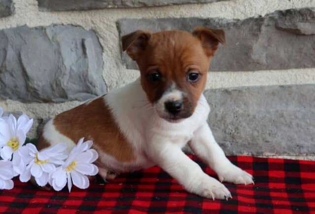 Jack Russell Terrier puppy with a white coat and warm tan patches, lying on a red and black plaid blanket next to white daisy flowers, captured against a rustic stone wall with bright, curious eyes. image