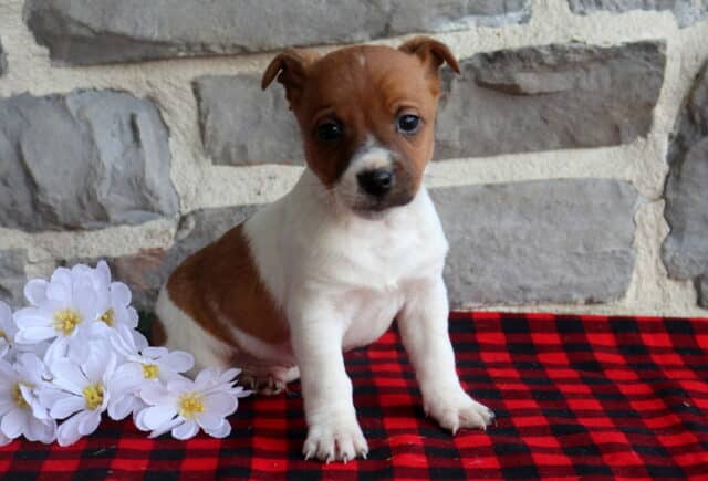 Jack Russell Terrier puppy with a smooth white coat and tan markings, sitting on a red and black plaid blanket beside white daisy flowers, photographed in front of a textured stone wall with an alert, sweet expression. image