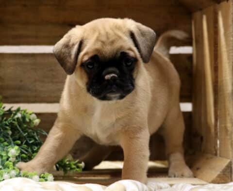 Adorable Jug puppy standing in a wooden crate, fawn Jack Russell and Pug mix with a black muzzle and curious expression