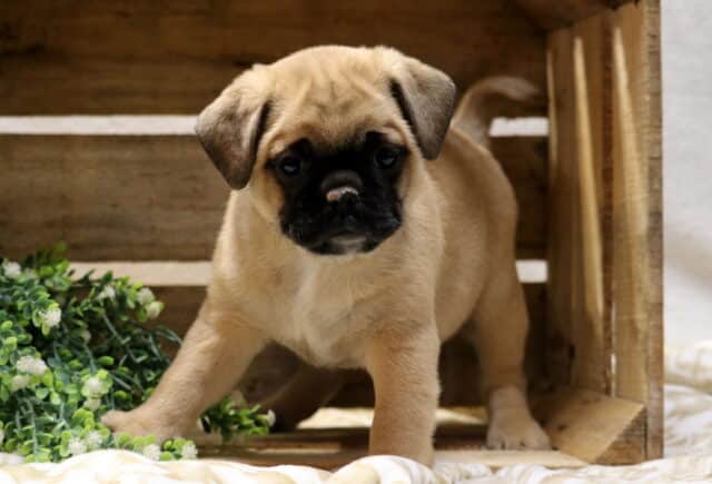 Adorable Jug puppy standing in a wooden crate, fawn Jack Russell and Pug mix with a black muzzle and curious expression image
