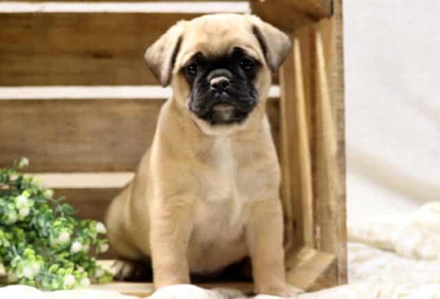 Sweet Jug puppy sitting inside a rustic wooden crate, fawn Pug and Jack Russell Terrier mix with a black mask and soulful eyes image
