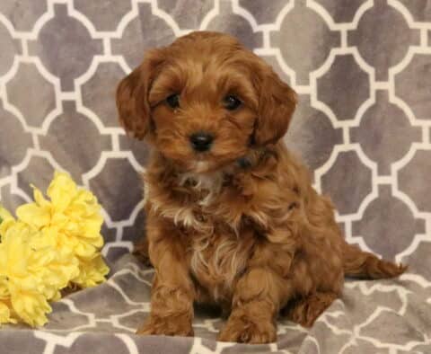 Pugsly Cavapoo