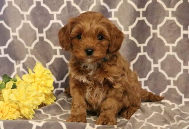 Pugsly Cavapoo image