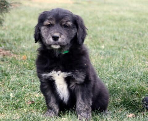 Pup Border Collie Mi