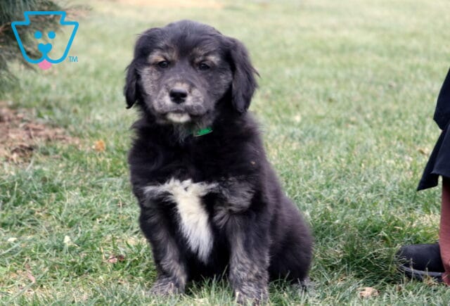 Black and gray Border Collie mix puppy sitting on green grass outdoors, featuring a fluffy coat, soft tan highlights on the face, a white chest patch, and a calm expression, photographed near an evergreen tree with part of a person visible nearby. image