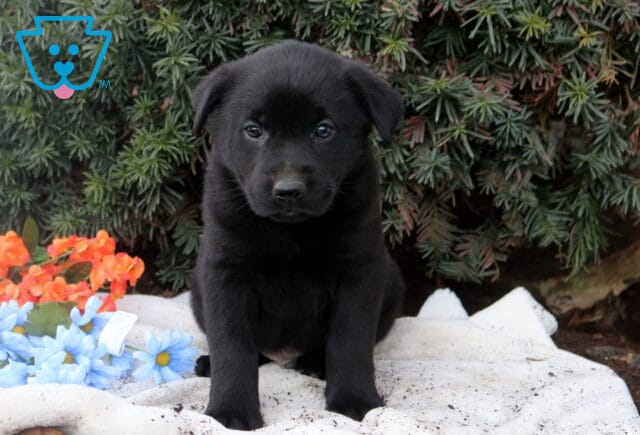 Black Lab mix puppy sitting on a white blanket with evergreen greenery and blue and orange flowers, gazing calmly toward the camera. image