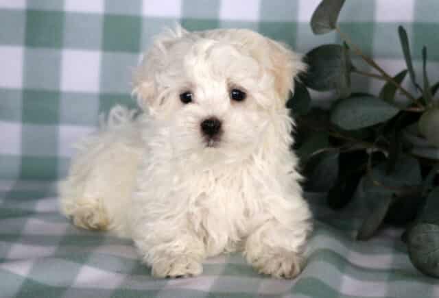 Fluffy white Maltese puppy lying down with soft curls and bright dark eyes on a green checkered backdrop beside leafy greenery. image