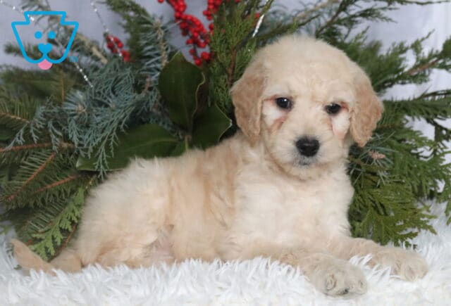Light cream Goldendoodle puppy with a soft, curly coat resting on a fluffy white blanket, posed in front of evergreen branches and red berries, gazing gently at the camera with dark, expressive eyes and a calm, sweet expression. image