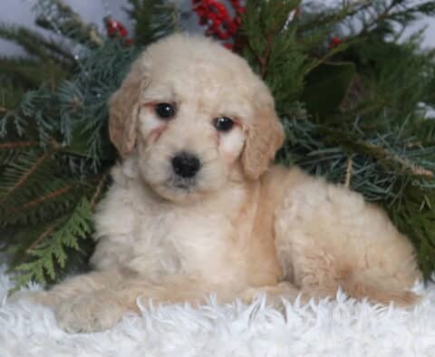 Cream-colored Goldendoodle puppy with a soft, curly coat lying on a fluffy white blanket, framed by evergreen branches, looking sweetly at the camera with a gentle, slightly tilted head and expressive dark eyes.