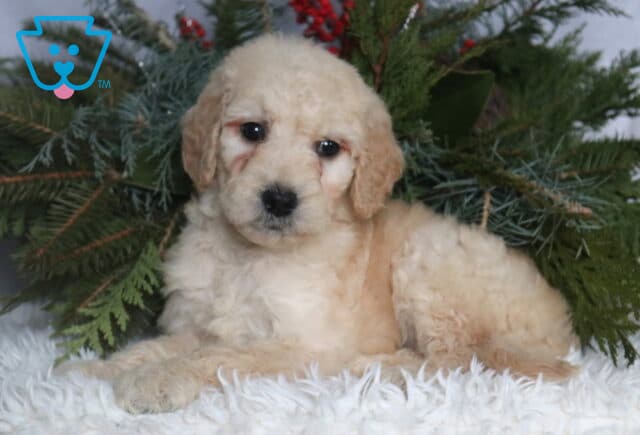 Cream-colored Goldendoodle puppy with a soft, curly coat lying on a fluffy white blanket, framed by evergreen branches, looking sweetly at the camera with a gentle, slightly tilted head and expressive dark eyes. image