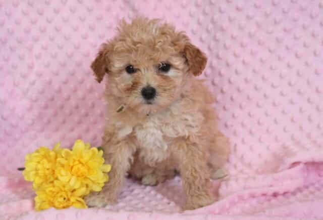 Rain Maltipoo image