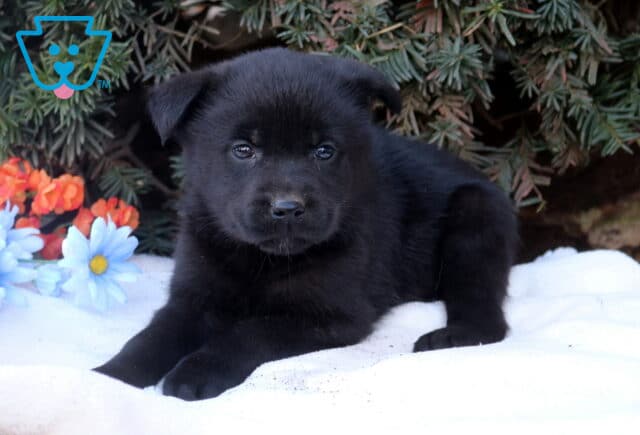 Black Lab mix puppy lying on a white blanket outdoors with greenery and flowers, looking sweet and relaxed. image
