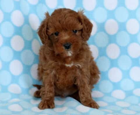 Red Cavapoo puppy with a curly coat sitting on a blue polka dot blanket, looking sweet and calm