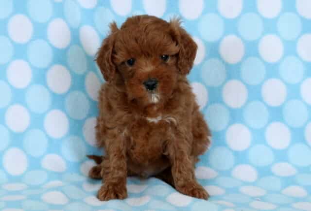 Red Cavapoo puppy with a curly coat sitting on a blue polka dot blanket, looking sweet and calm image