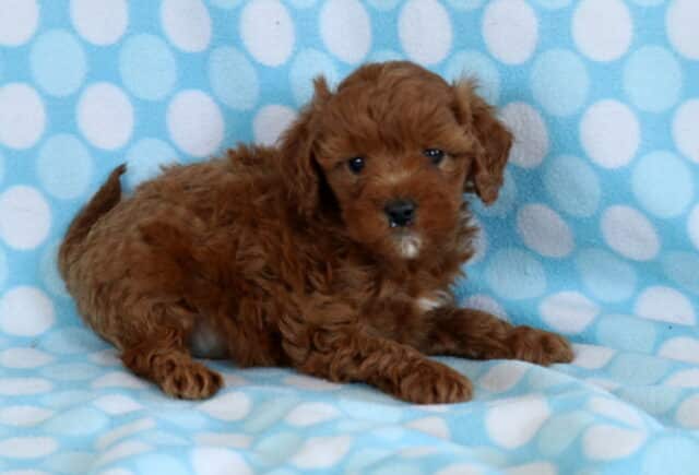 Red Cavapoo puppy with a fluffy curly coat lying on a blue polka dot blanket, looking alert and relaxed image