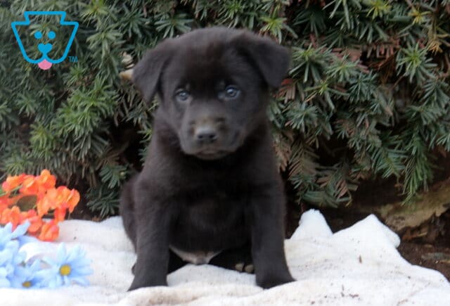Black Lab mix puppy sitting on a white blanket in front of evergreen greenery with blue and orange flowers, looking gently toward the camera. image