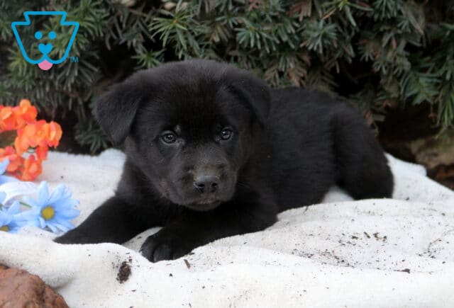 Black Lab mix puppy lying on a white blanket in front of evergreen greenery with blue and orange flowers, gazing calmly toward the camera. image