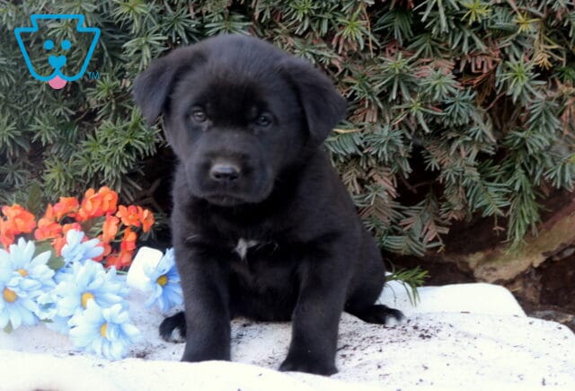 Black Lab mix puppy sitting on a white blanket outdoors with greenery and flowers, looking calm and curious. image