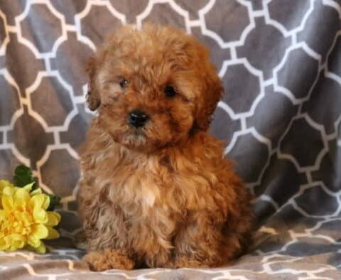 Ranger Toy Poodle