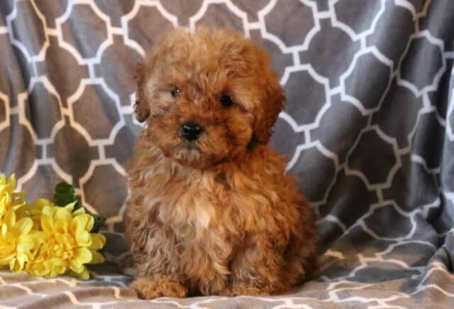 Ranger Toy Poodle image