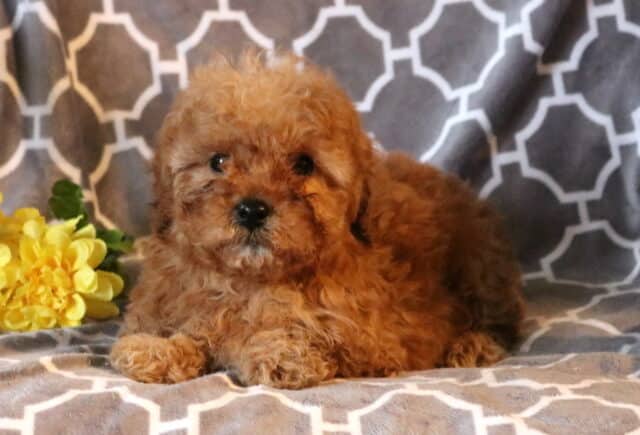 Ranger Toy Poodle2 image