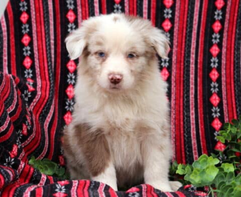 Blue-eyed red merle Australian Shepherd puppy sitting on a red and black patterned blanket with green foliage, fluffy coat and calm expression
