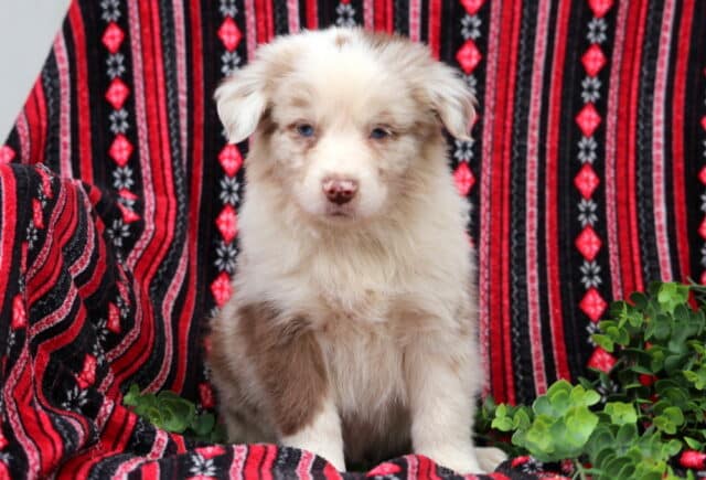 Blue-eyed red merle Australian Shepherd puppy sitting on a red and black patterned blanket with green foliage, fluffy coat and calm expression image