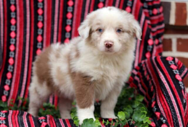Fluffy red merle Australian Shepherd puppy with blue eyes standing on a patterned red and black blanket surrounded by greenery image