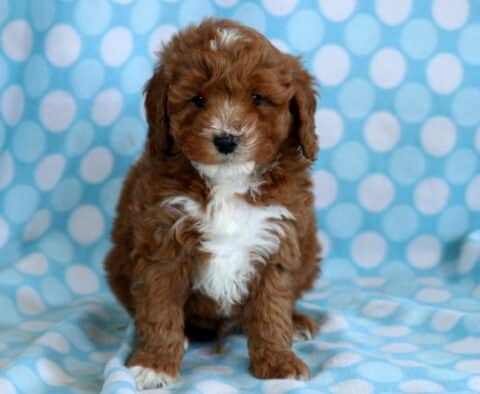 Fluffy red Cavapoo puppy with a white chest sitting upright on a blue polka dot blanket, looking sweet and attentive