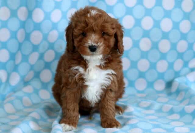 Fluffy red Cavapoo puppy with a white chest sitting upright on a blue polka dot blanket, looking sweet and attentive image