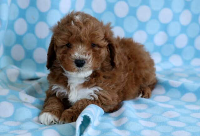 Curly red Cavapoo puppy with a white chest and paws lying on a blue polka dot blanket, resting calmly and looking forward image