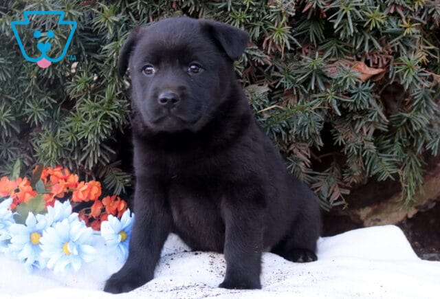 Black Lab mix puppy sitting upright on a white blanket in front of evergreen branches, with blue and orange flowers beside the puppy, looking alert and sweetly at the camera. image