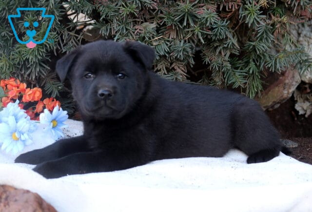 Black Lab mix puppy lying on a white blanket in front of evergreen branches, with blue and orange flowers nearby, gazing calmly toward the camera. image
