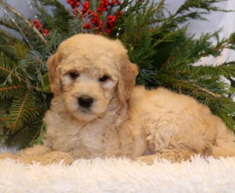 Cream-colored Goldendoodle puppy with a soft, curly coat lying on a plush white blanket in front of evergreen greenery, looking sweetly at the camera.