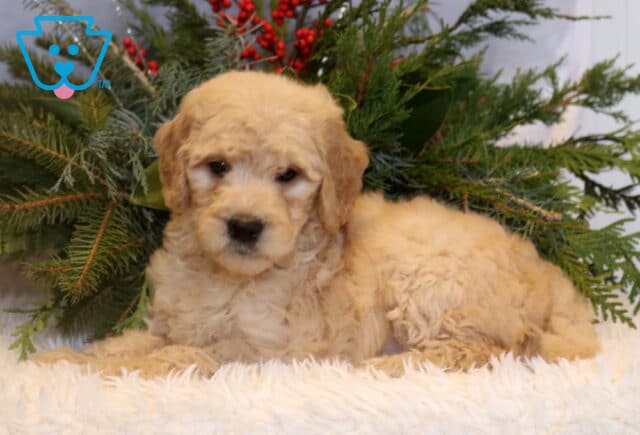 Cream-colored Goldendoodle puppy with a soft, curly coat lying on a plush white blanket in front of evergreen greenery, looking sweetly at the camera. image