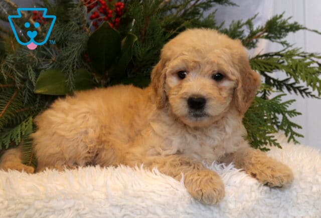 Apricot-colored Goldendoodle puppy with a fluffy, curly coat resting on a soft white blanket in front of evergreen greenery, gazing gently toward the camera. image