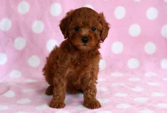Tiny red Cavapoo puppy sitting on a pink polka dot blanket, looking forward with dark eyes and a fluffy curly coat image