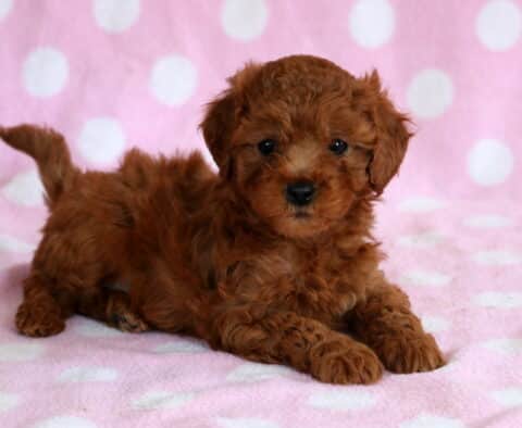 Red Cavapoo puppy lying on a pink polka dot blanket with curly fur, dark round eyes, and a playful alert expression