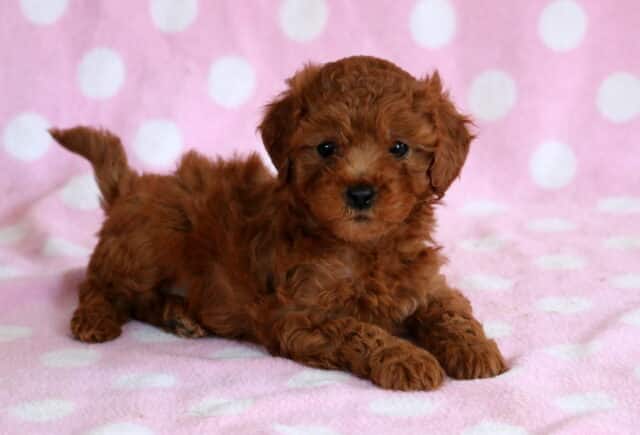 Red Cavapoo puppy lying on a pink polka dot blanket with curly fur, dark round eyes, and a playful alert expression image