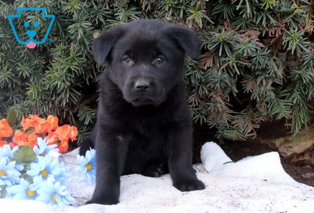 Black Lab mix puppy sitting on a white blanket outdoors with greenery and flowers, looking curious and sweet. image