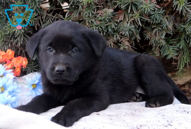 Black Lab mix puppy lying on a white blanket outdoors with greenery and flowers, looking calm and adorable. image