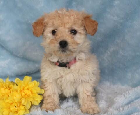 Raz Maltipoo