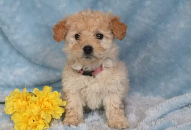 Raz Maltipoo image