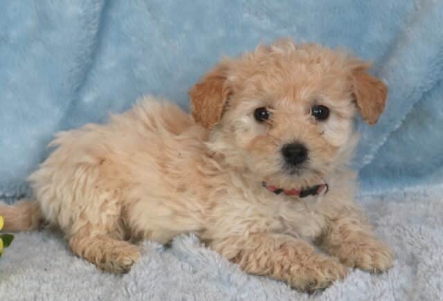 Raz Maltipoo2 image