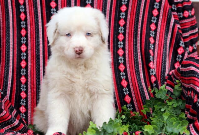Fluffy white Australian Shepherd puppy with pale blue eyes sitting in front of a red and black patterned blanket with greenery image