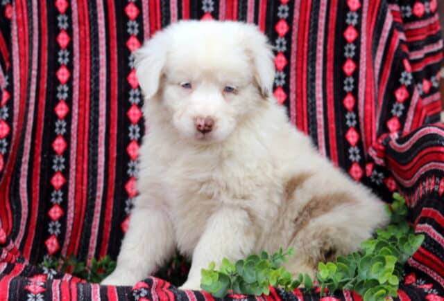 Cream-colored Australian Shepherd puppy with soft fluffy coat and light eyes sitting on a red and black patterned blanket with green plants image