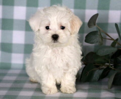 Tiny white Maltese puppy sitting upright with fluffy coat and dark round eyes on a soft green checkered backdrop.